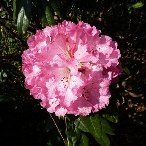 Rhododendron arboreum 花