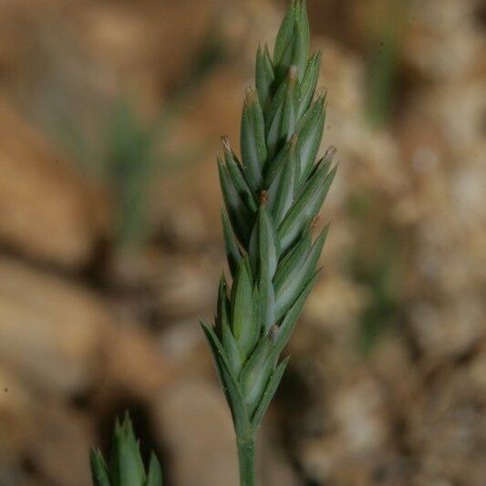 Crucianella angustifolia Hábito