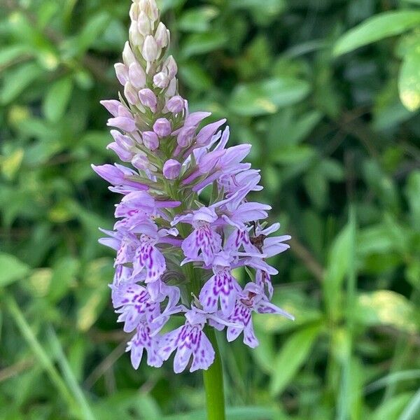 Dactylorhiza fuchsii Цветок