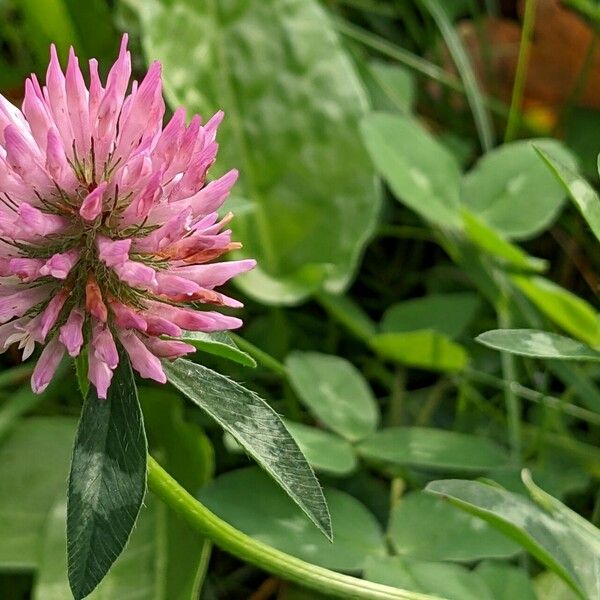 Trifolium pratense Цветок