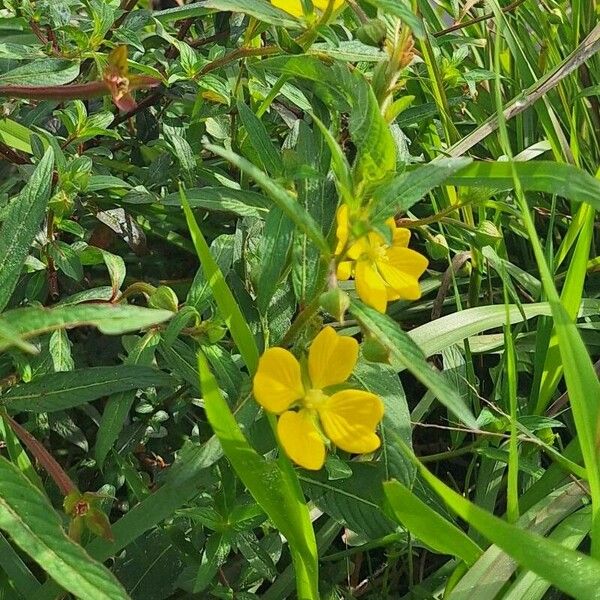 Ludwigia alternifolia Цветок