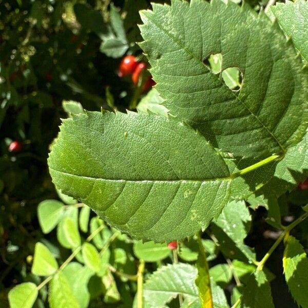 Rosa rubiginosa Leaf