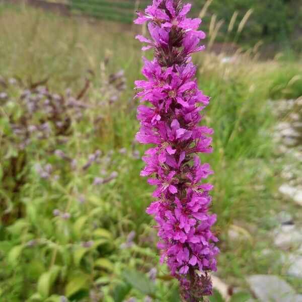 Lythrum salicaria ফুল