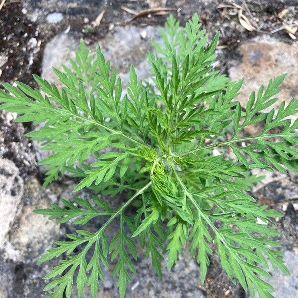 Ambrosia artemisiifolia Leaf