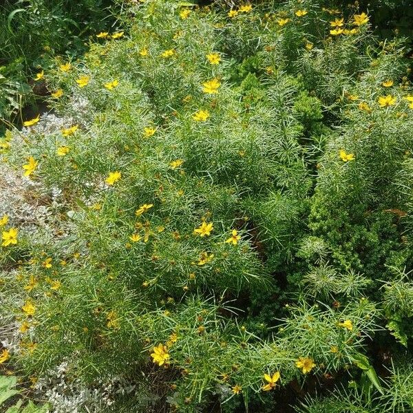 Helenium amarum Bloem