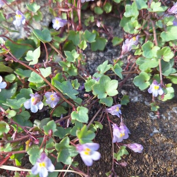 Cymbalaria muralis Leaf