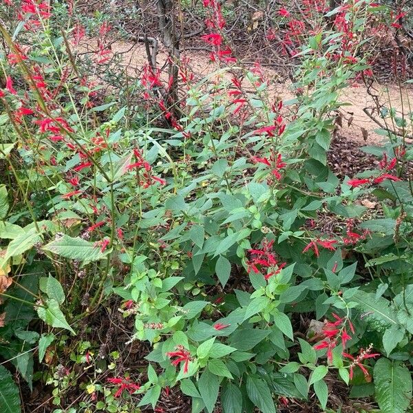 Salvia elegans Habit