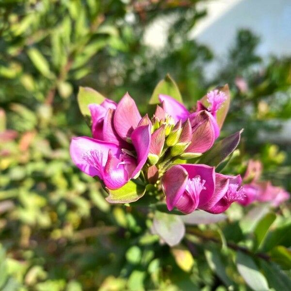 Polygala myrtifolia Blüte