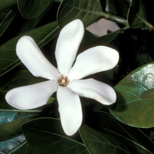 Gardenia taitensis ᱵᱟᱦᱟ