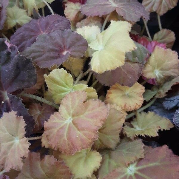 Begonia bowerae Blad