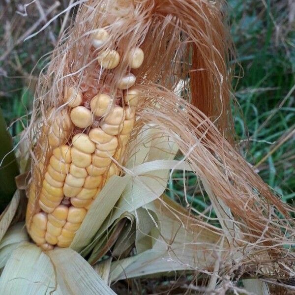 Zea mays Плод