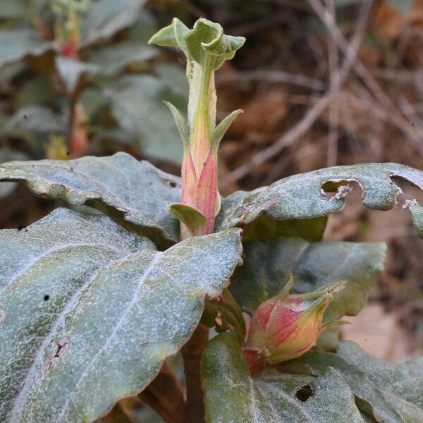 Cistus laurifolius Blad