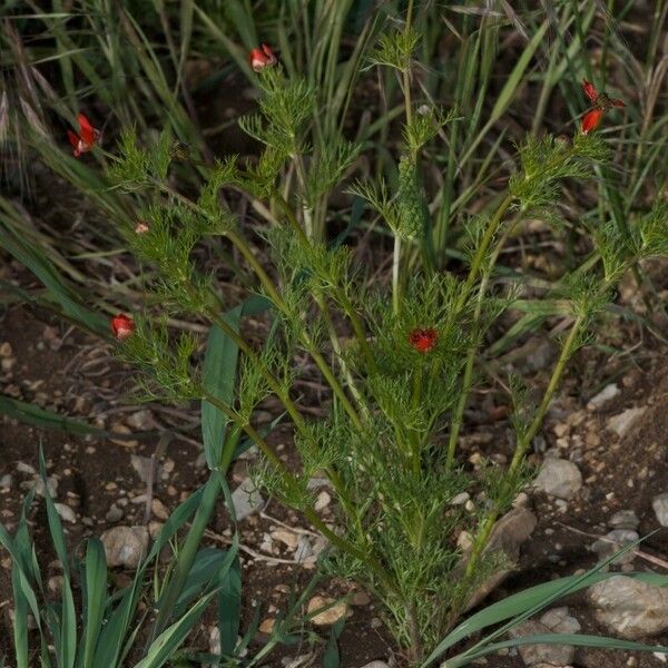 Adonis flammea Habitatea