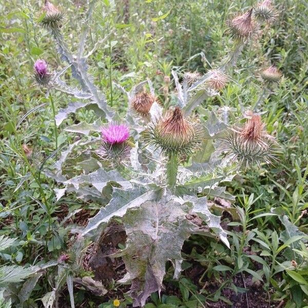 Onopordum acanthium Costuma