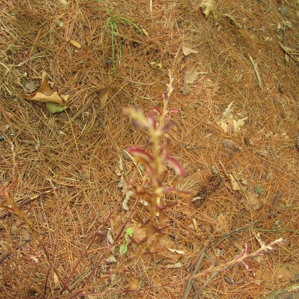 Epifagus virginiana Hábito