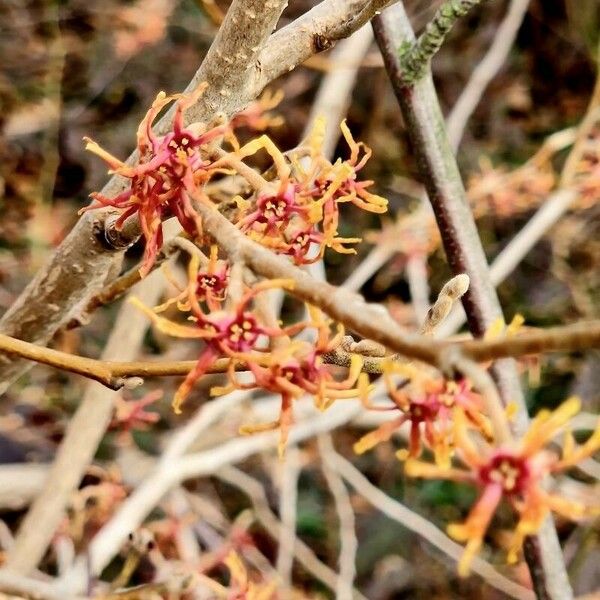Hamamelis vernalis Flower