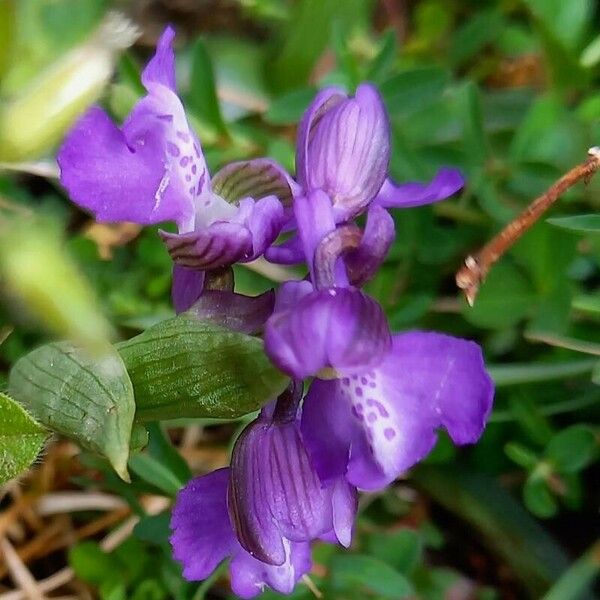 Anacamptis morio Λουλούδι