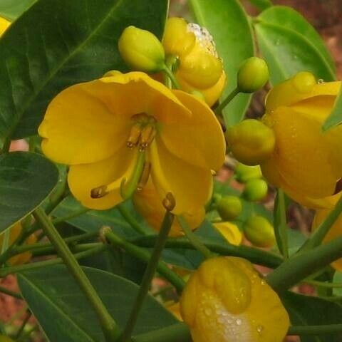 Senna occidentalis Blüte