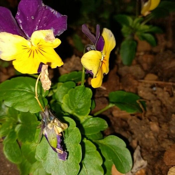 Viola tricolor 花