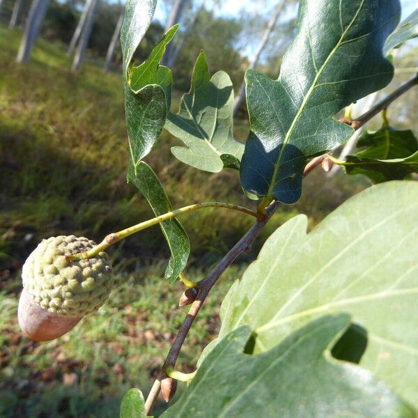 Quercus robur ഫലം