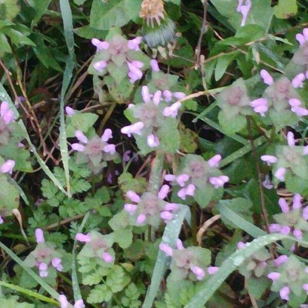 Lamium hybridum Flower