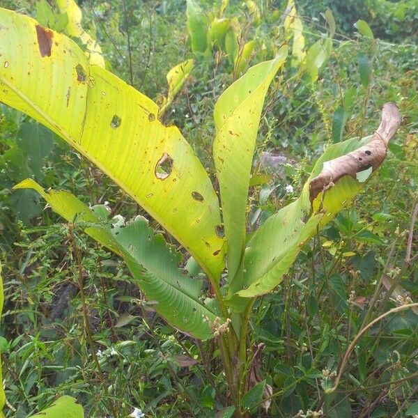 Heliconia stricta Buveinė