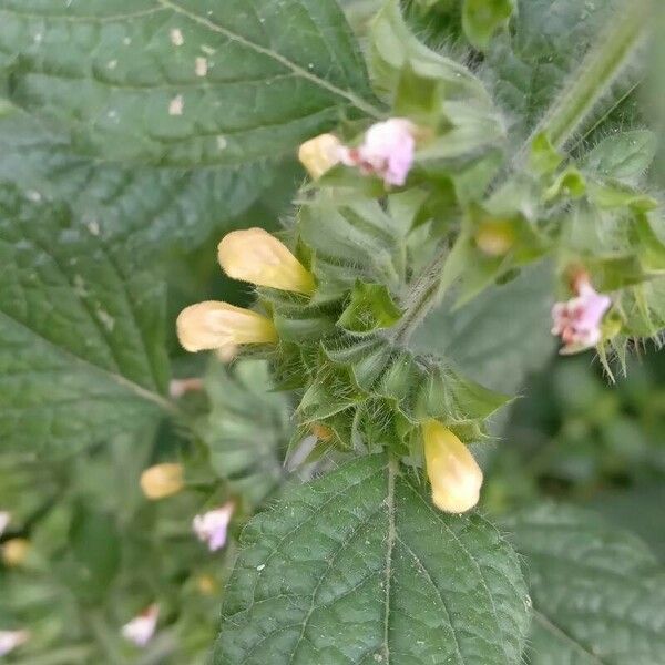 Melissa officinalis Flower