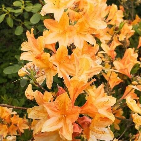 Rhododendron calendulaceum Žiedas