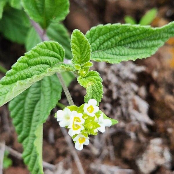 Lippia javanica Virág