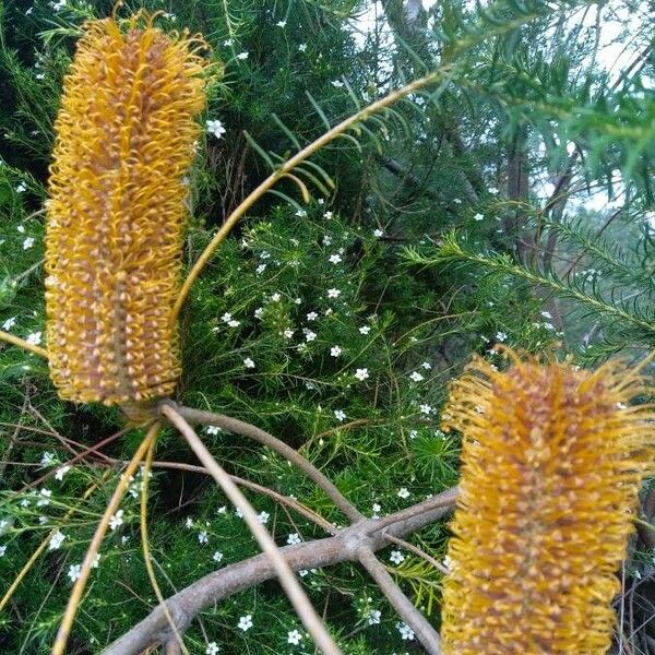 Banksia ericifolia Кветка