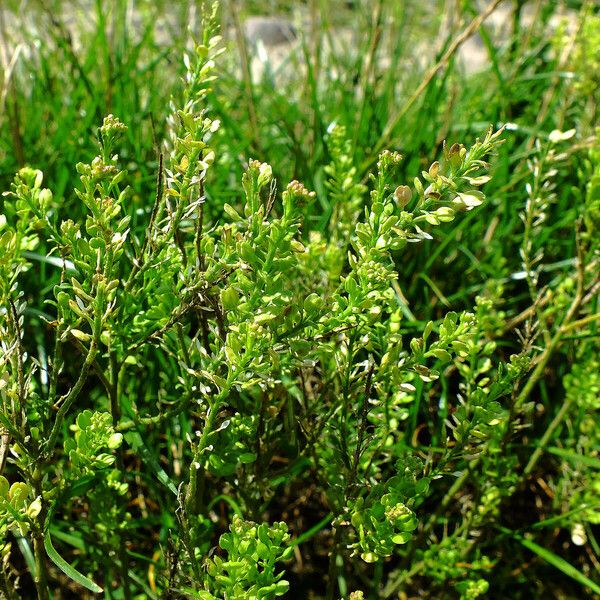 Lepidium densiflorum Leaf