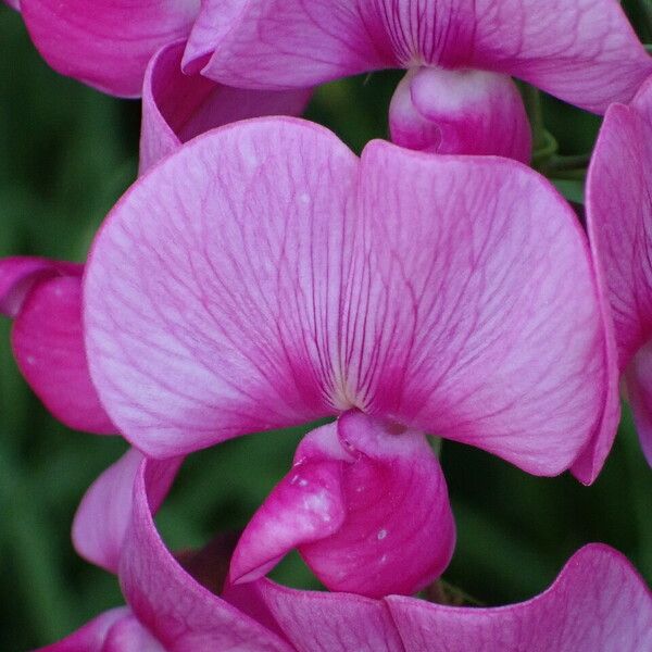 Lathyrus latifolius Floro