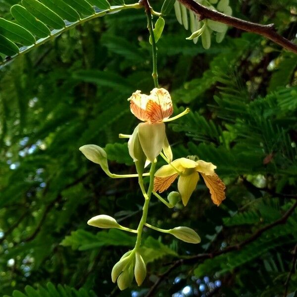 Tamarindus indica Flower