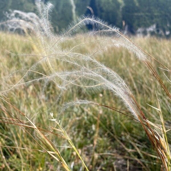 Stipa pennata 果実