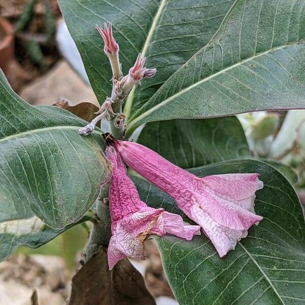 Adenium boehmianum Õis