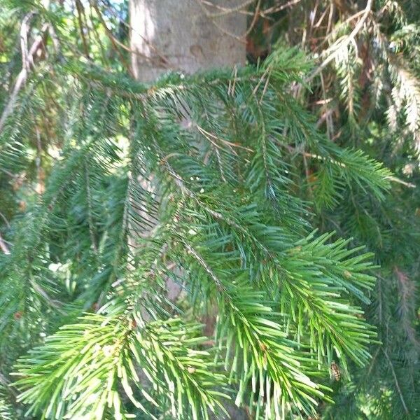 Abies sibirica Folha