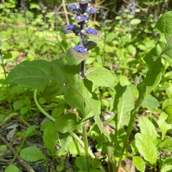 Ajuga genevensis 整株植物