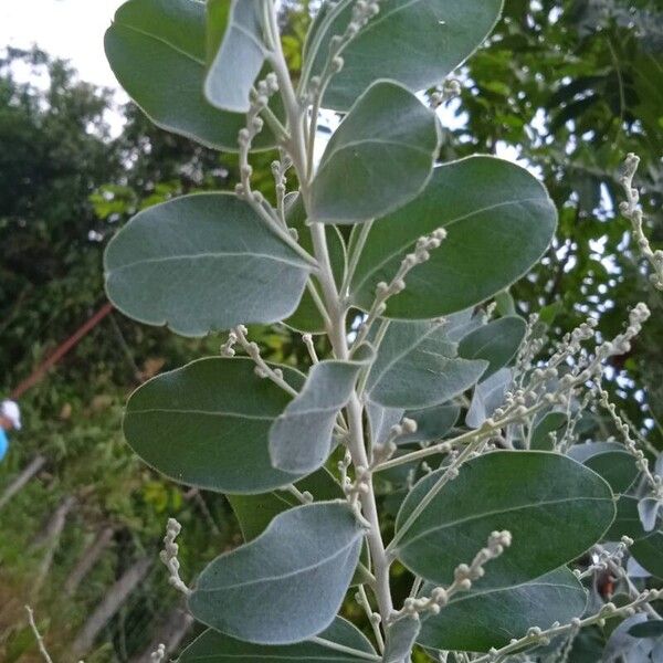 Acacia podalyriifolia Feuille