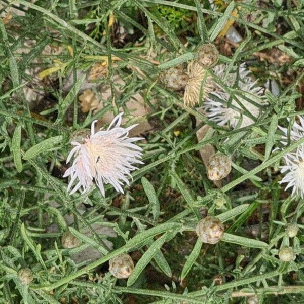 Centaurea diffusa Blomst