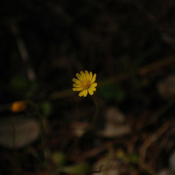 Krigia virginica Flower