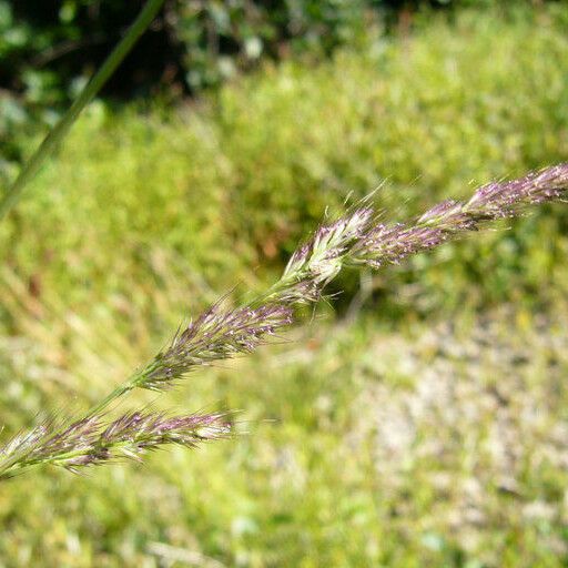 Muhlenbergia mexicana Gyümölcs