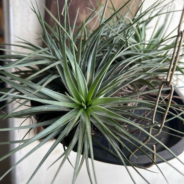 Tillandsia stricta Blad