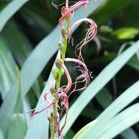 Chasmanthe bicolor Blomst