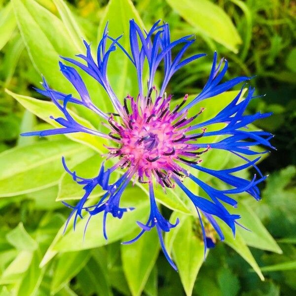 Centaurea montana 花