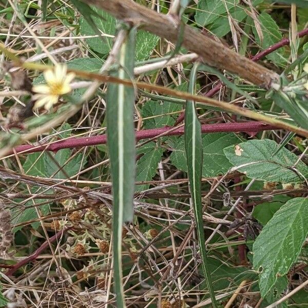 Lactuca saligna Other