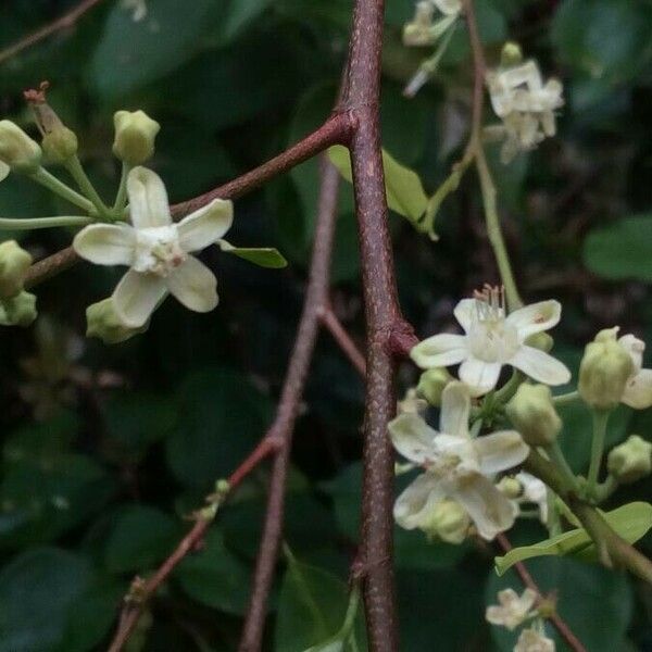 Erythroxylum coca Flower