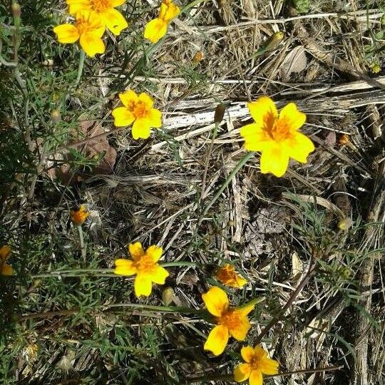 Tagetes lunulata Lorea