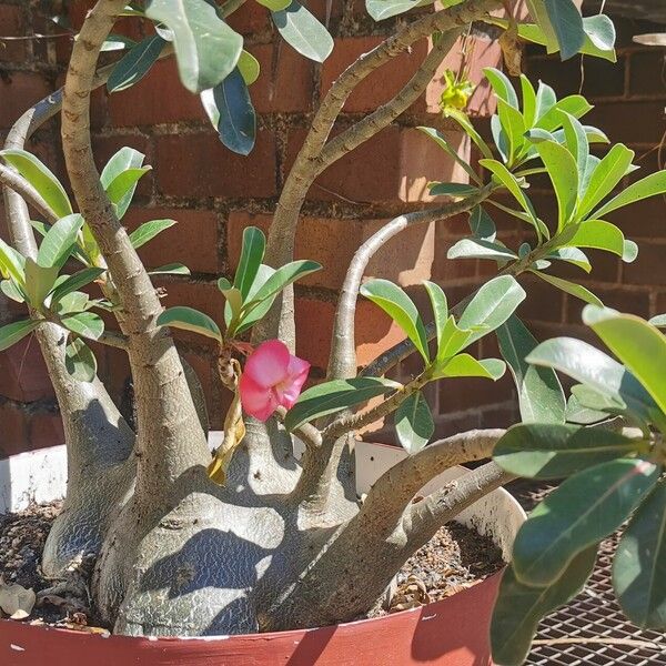 Adenium multiflorum موطن