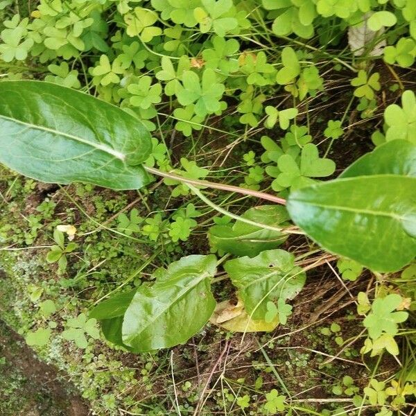 Rumex arifolius Leaf