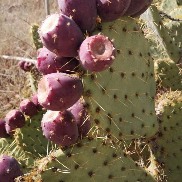 Opuntia engelmannii Fruit